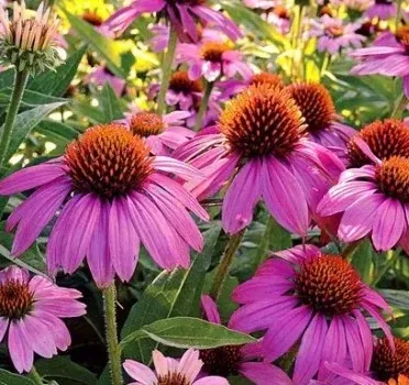 Echinacea 'Pow Wow' Wild Berry