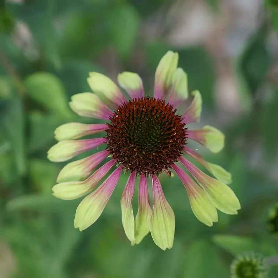 Echinacea purpurea 'Green Twister'- Green Twister Echinacea, Coneflower