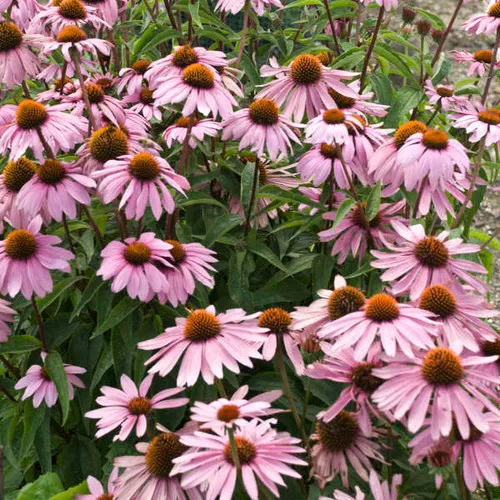 Echinacea purpurea 'Magnus' / Cone Flower