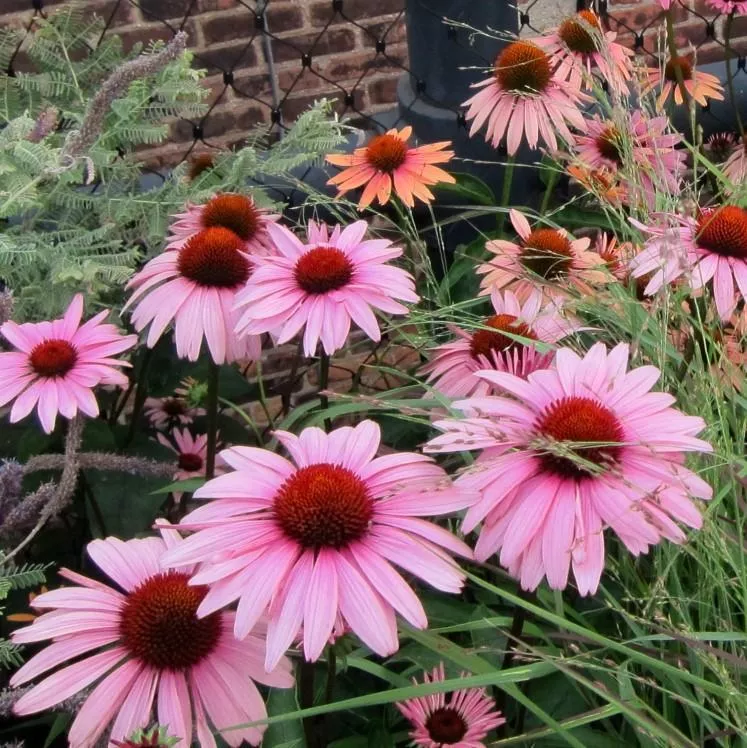 Echinacea purpurea 'Magnus'- Magnus Echinacea, Coneflower