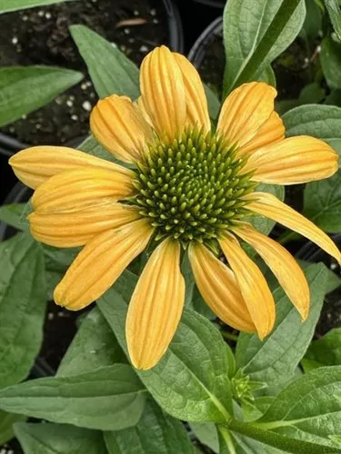 Echinacea purpurea ' Mellow Yellows' / Cone Flower
