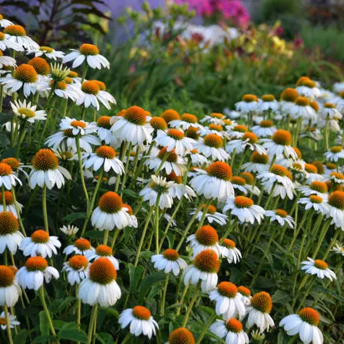 Echinacea purpurea 'Powwow White' / Cone Flower