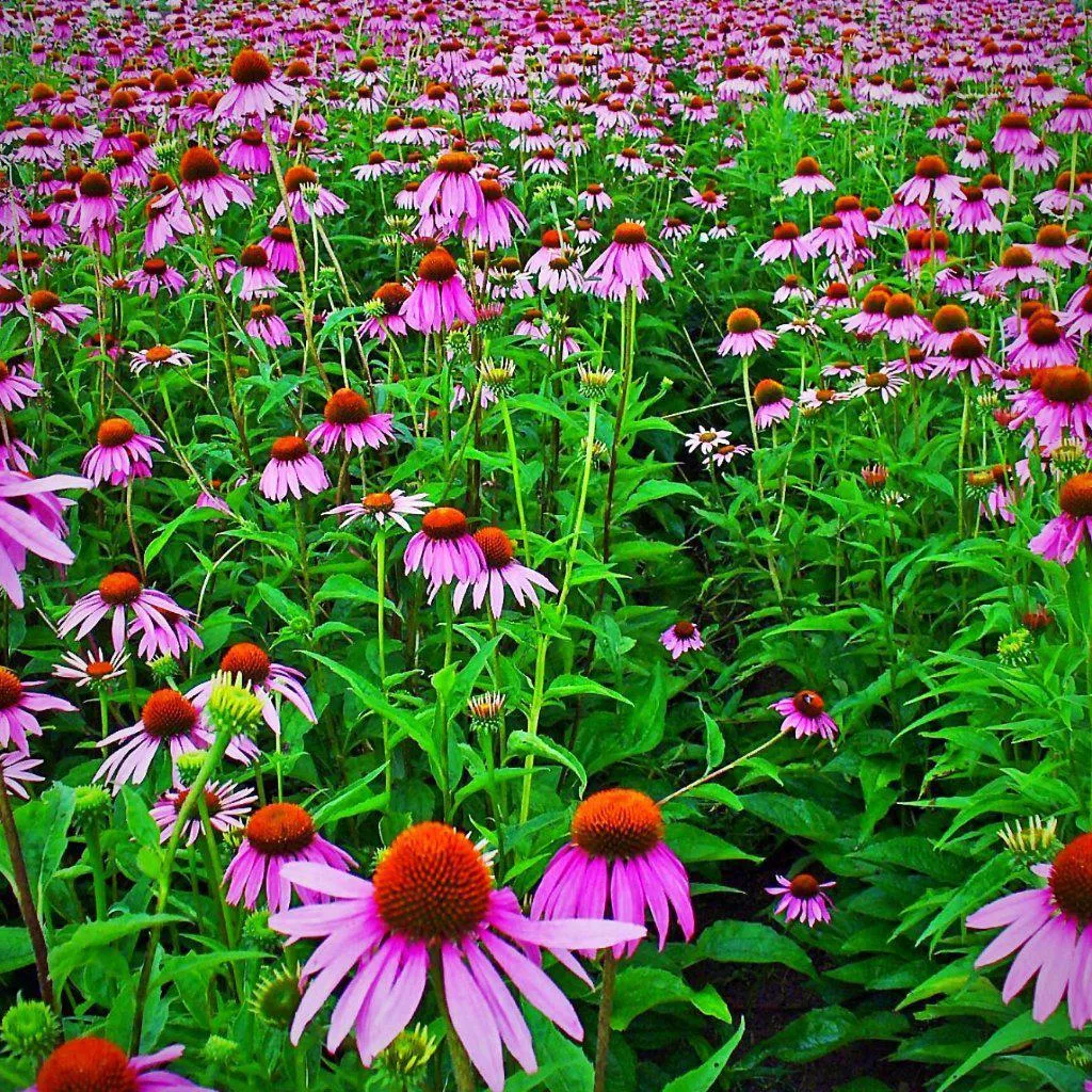 Echinacea purpurea- Purple Coneflower