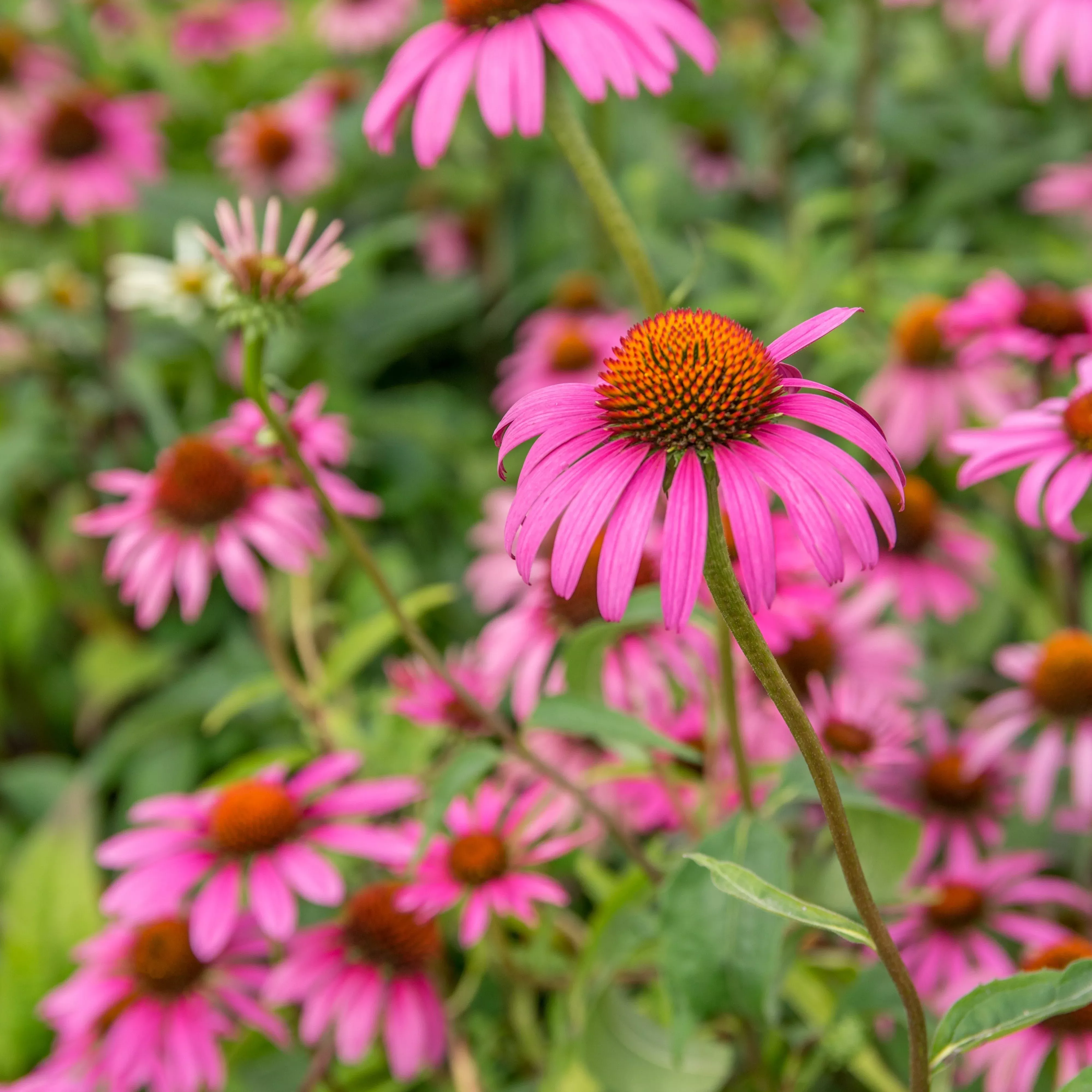 Echinacea purpurea 'Rubinstern'- Ruby Star Echinacea