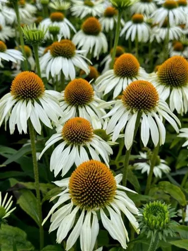 Echinacea purpurea 'White Swan' / Cone Flower