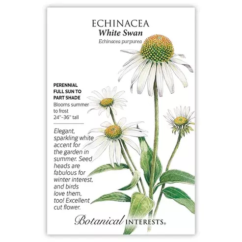 Echinacea 'White Swan'