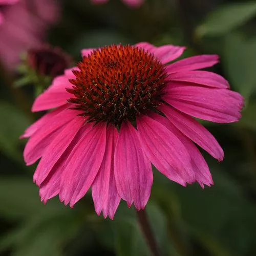 Echinacea x 'Balsomrosa' PP33011- Sombrero Rosada Coneflower