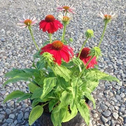 Echinacea x 'Balsomsed' PP23105- Sombrero Salsa Red Coneflower