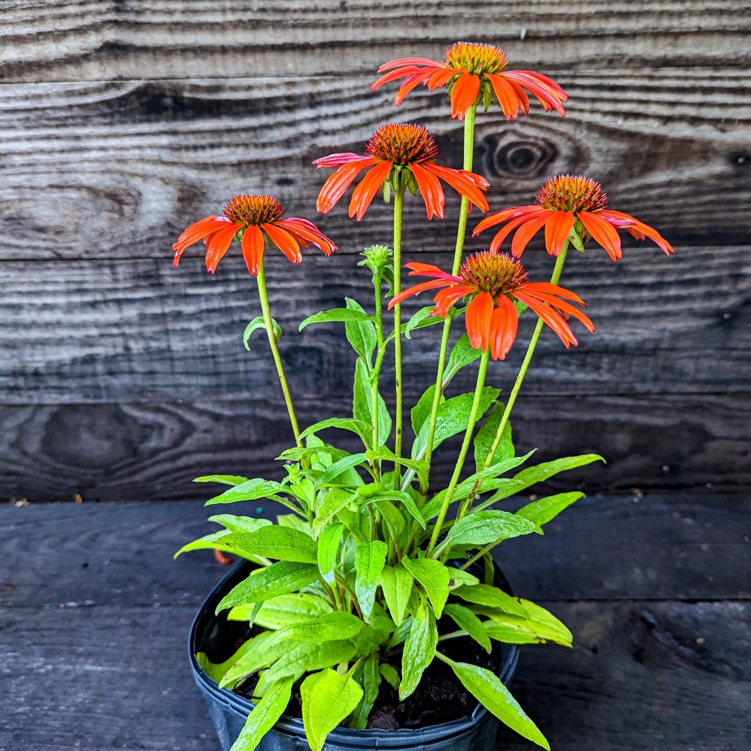 Echinacea x 'Cheyenne Spirit'- Cheyenne Spirit Echinacea, Coneflower