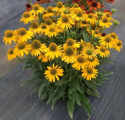 Echinacea x 'Kismet Yellow'/ Cone Flower