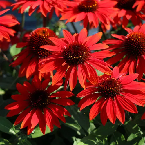 Echinacea x 'Sombrero Sangrita' / Cone Flower