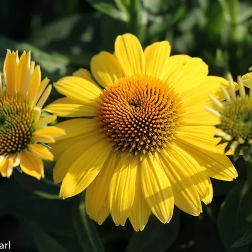 Echinacea x 'Sunny Days Lemon' / Cone Flower