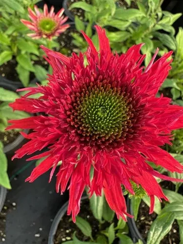 Echinacea x 'Sunny Days Ruby' / Cone Flower