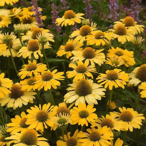 Echinacea 'Yellow My Darling'- Color Coded Yellow My Darling Echinacea