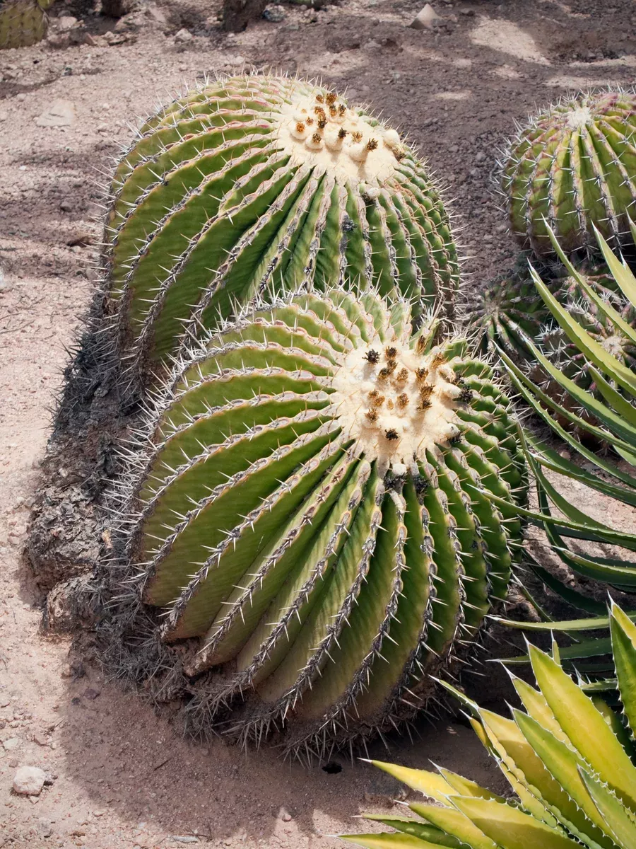 Echinocactus platyacanthus 25 Seeds - Giant Barrel Cactus
