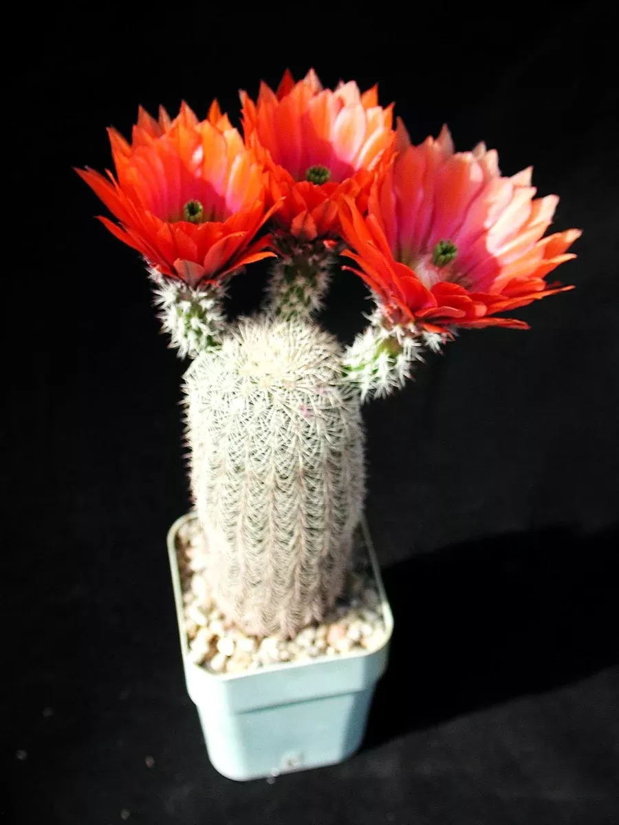 Echinocereus dasyacanthus 25 Seeds - Texas Rainbow Cactus