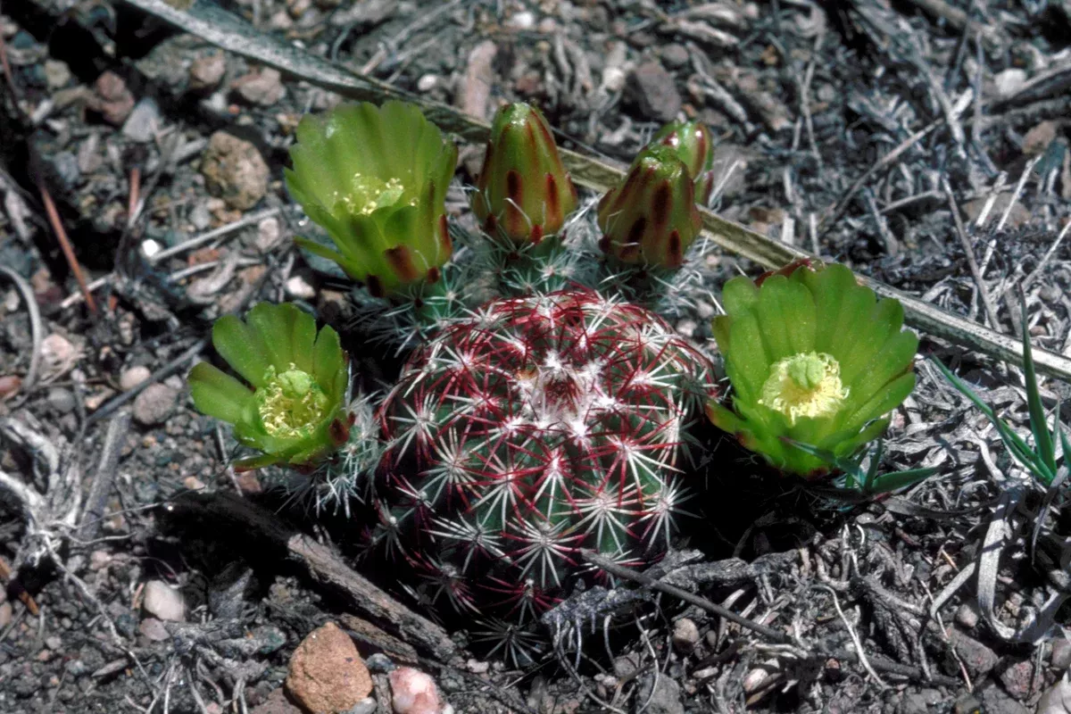 Echinocereus viridiflorus Seeds - Green Flowered Hedgehog