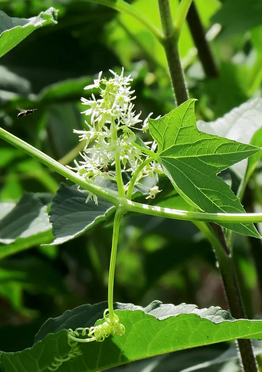 Echinocystis lobata 20 Seeds - Wild Cucumber