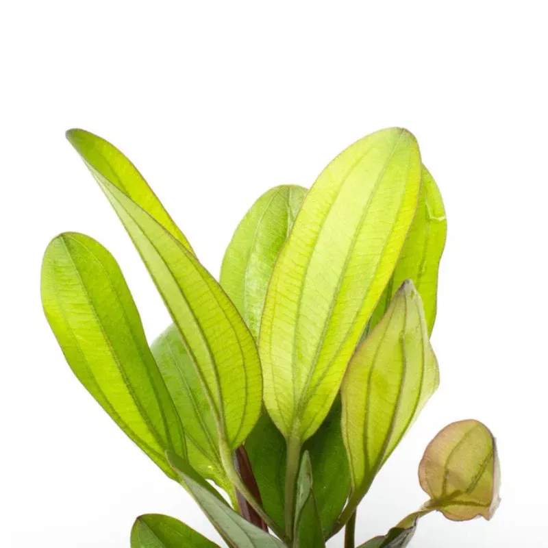 Echinodorus Chameleon – Stunning Aquatic Plant with Unique Color Variations for Freshwater Tanks