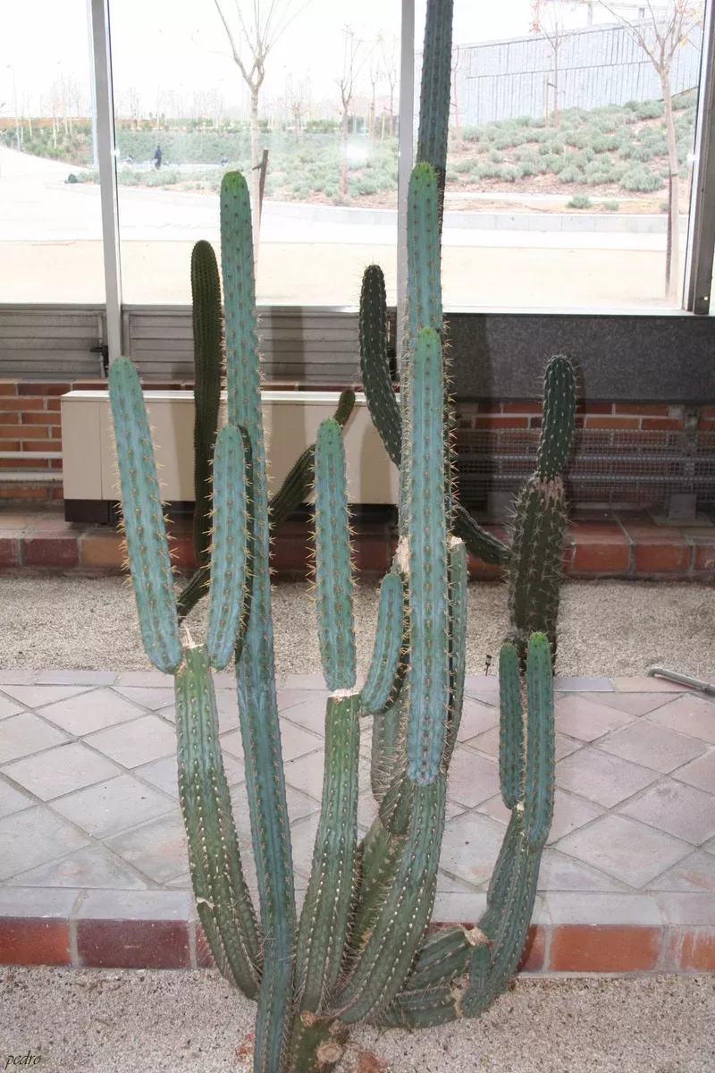 Echinopsis macro.gona Seeds