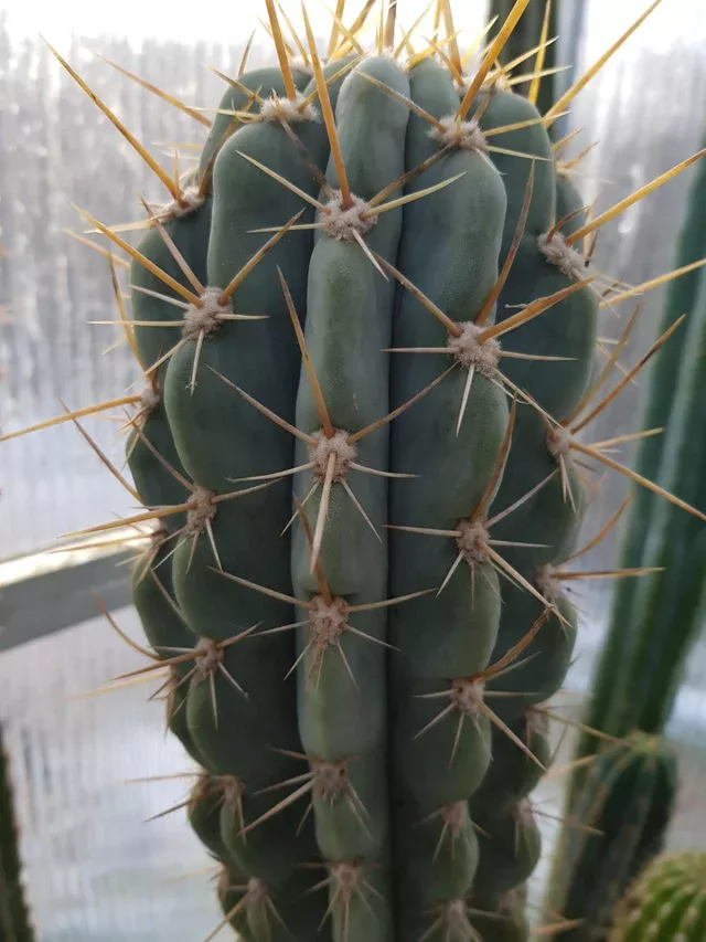 Echinopsis werdermannianus Seeds - Trichocereus Werdermannianus