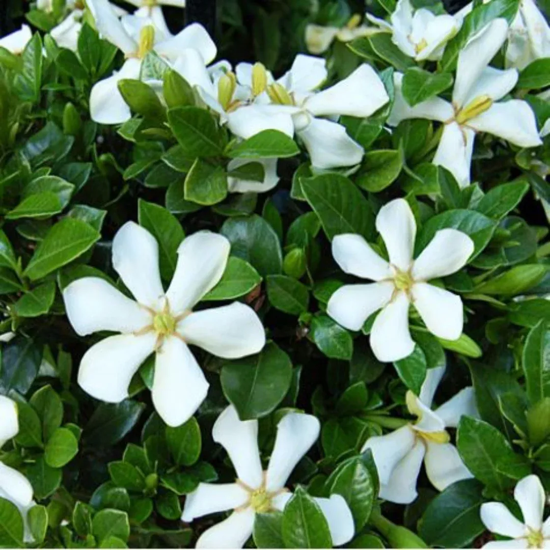 Echo Swan Maiden Gardenia