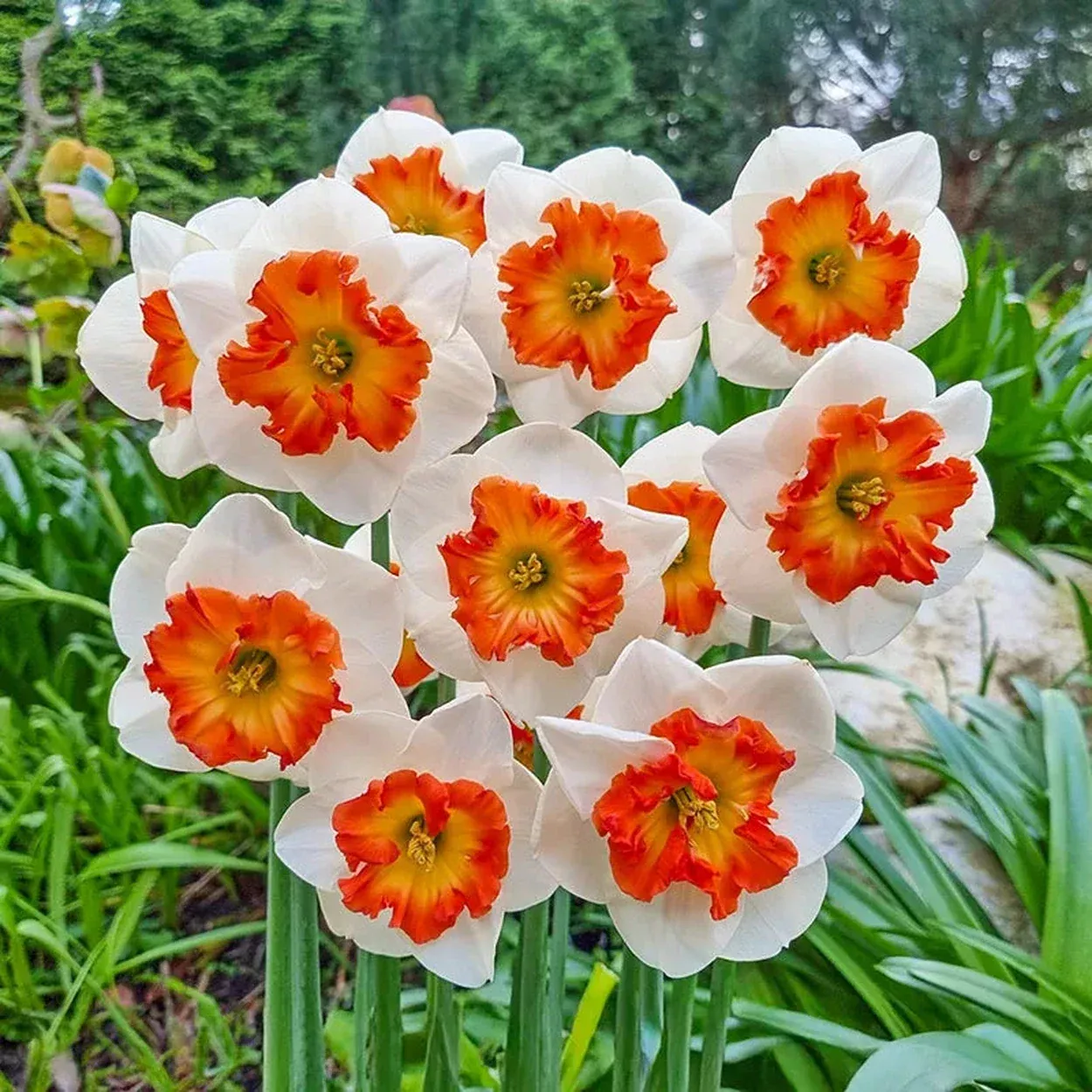 Eclat Daffodil