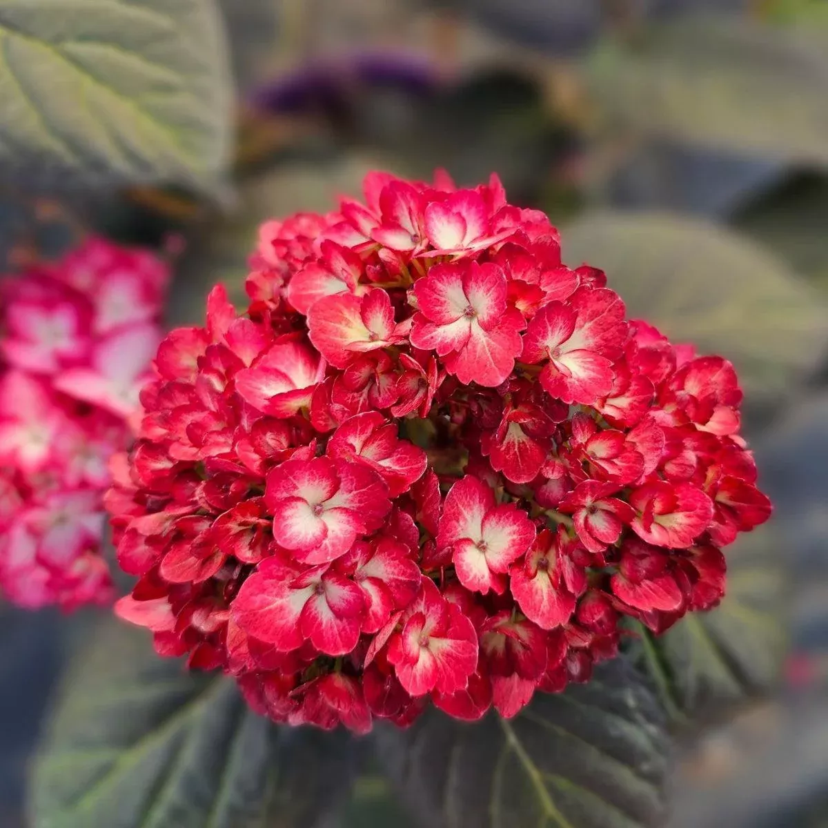 Eclipse Bigleaf Hydrangea