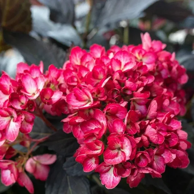 Eclipse Hydrangea