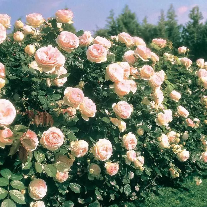 Eden Climber Climbing Rose