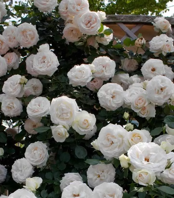 Eden Climber White Rose