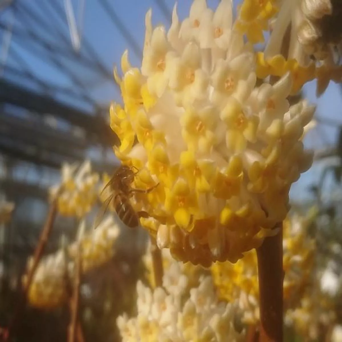 Edgeworthia chrysantha GrandifloraOriental Poppy Bush