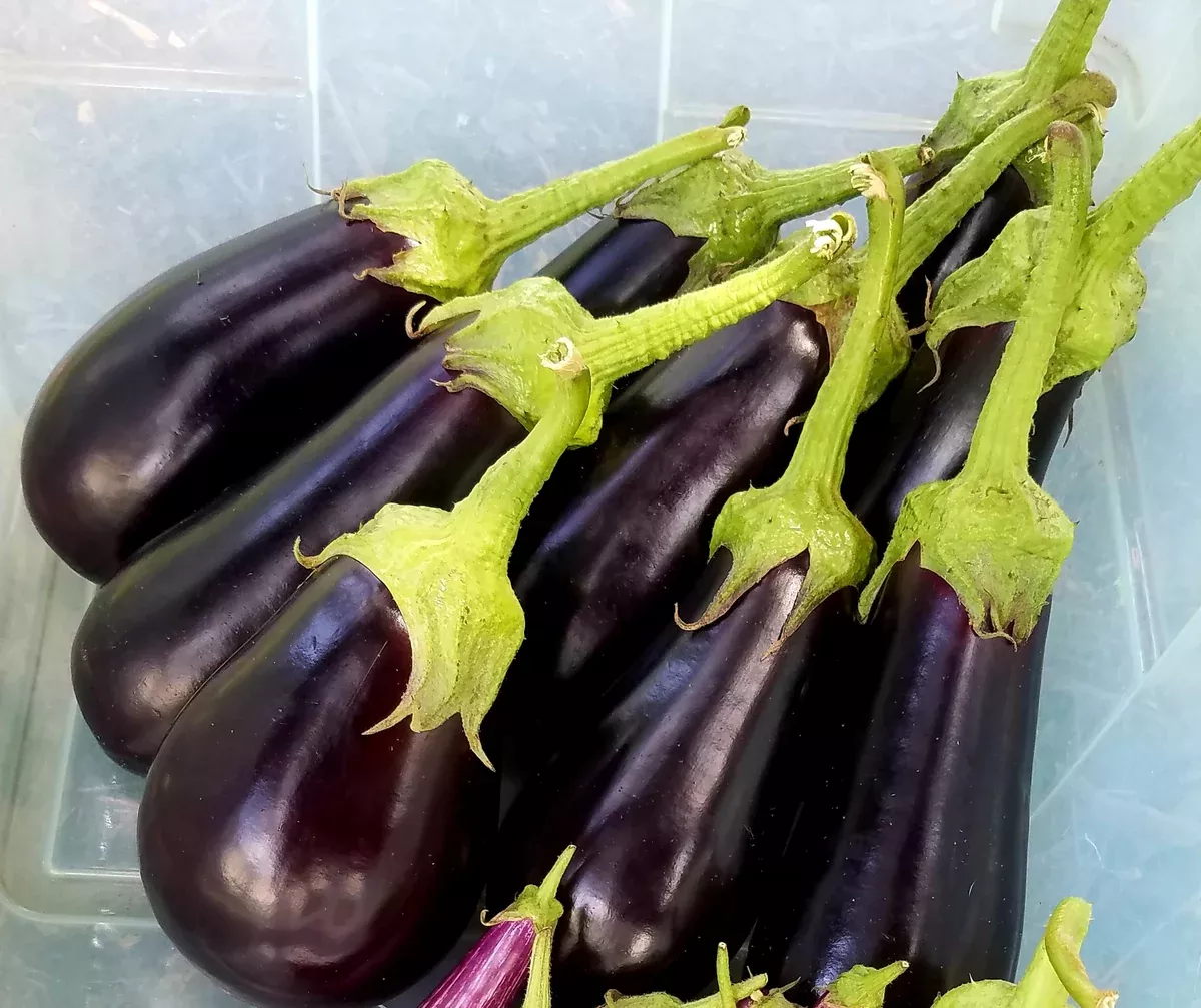 Eggplant- standard large 12 to 16oz