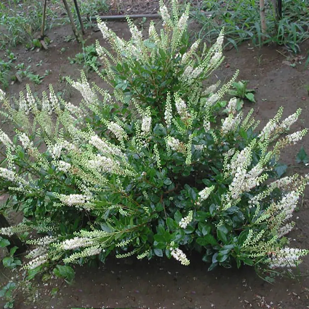 Einstein Summersweet Clethra