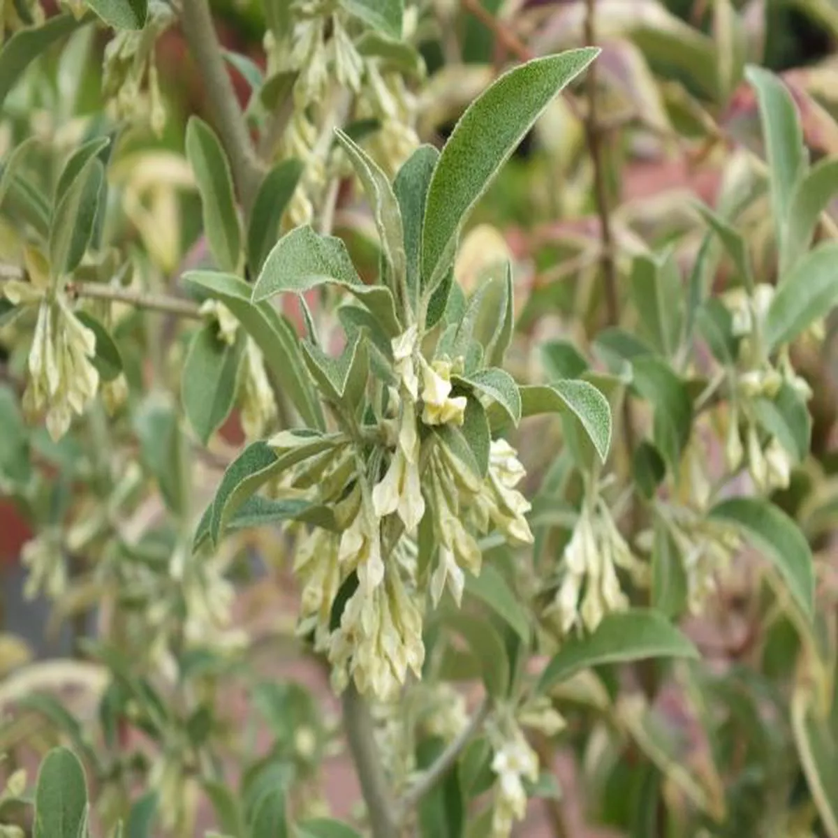 Elaeagnus umbellata Le VasterivalAutumn olive