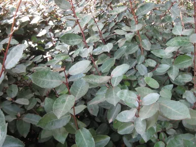 Elaeagnus