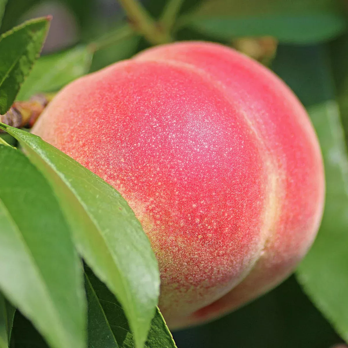 Elberta Peach