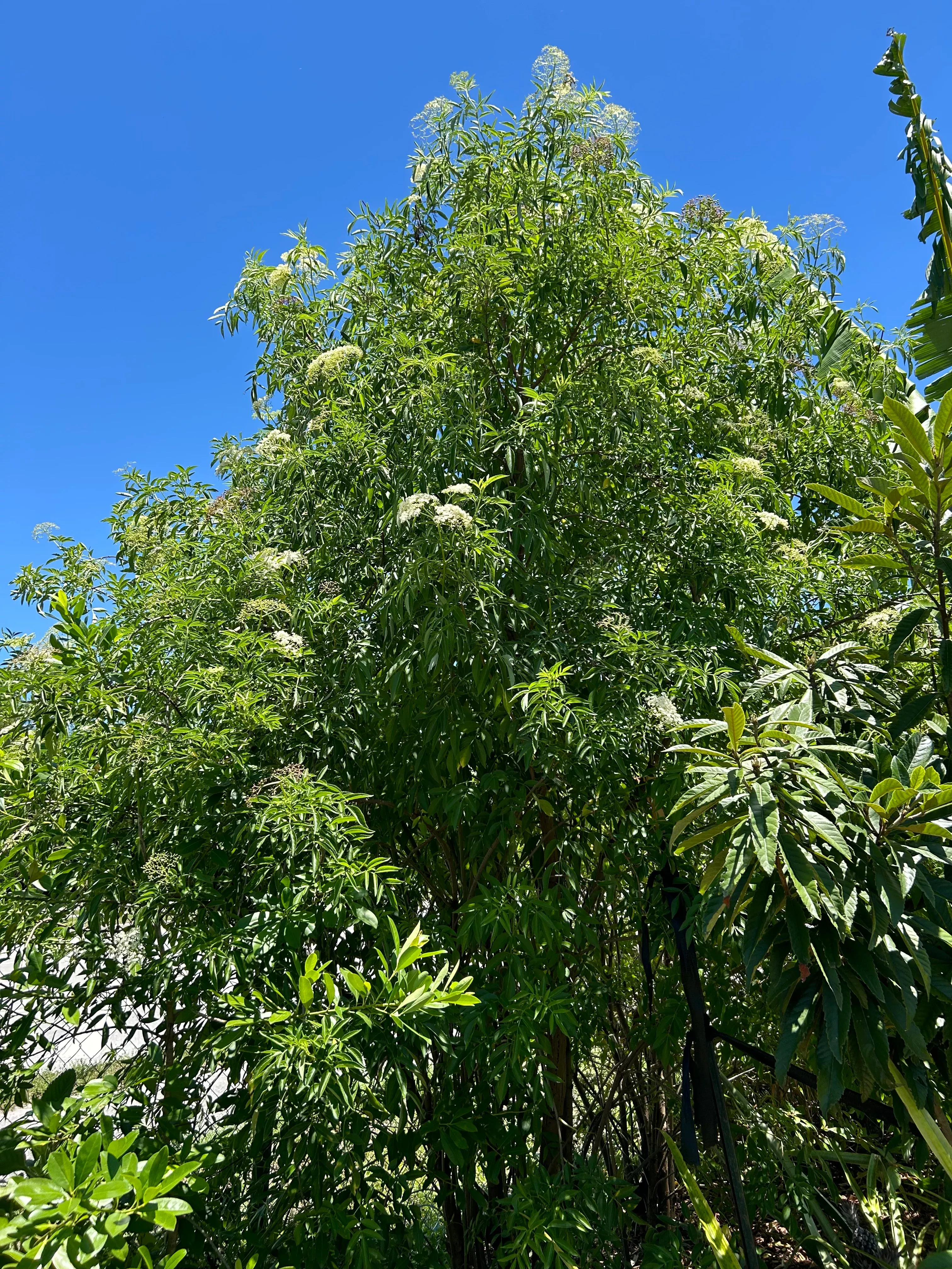 Elderberry Bush
