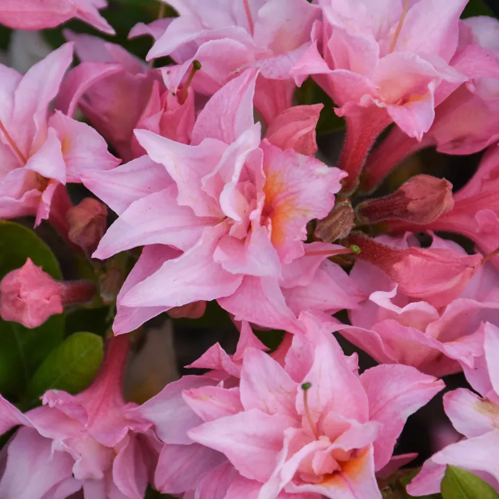 Electric Lights Double Pink Azalea