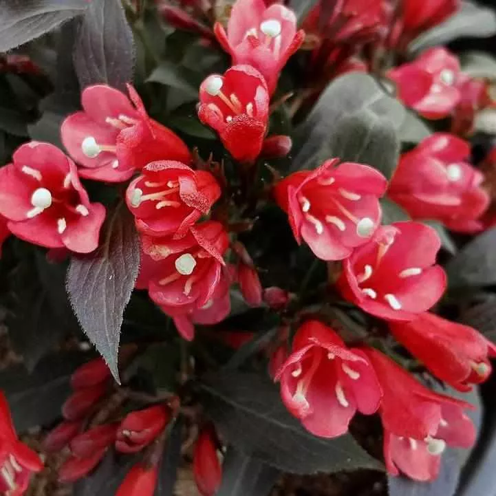 Electric Love Weigela