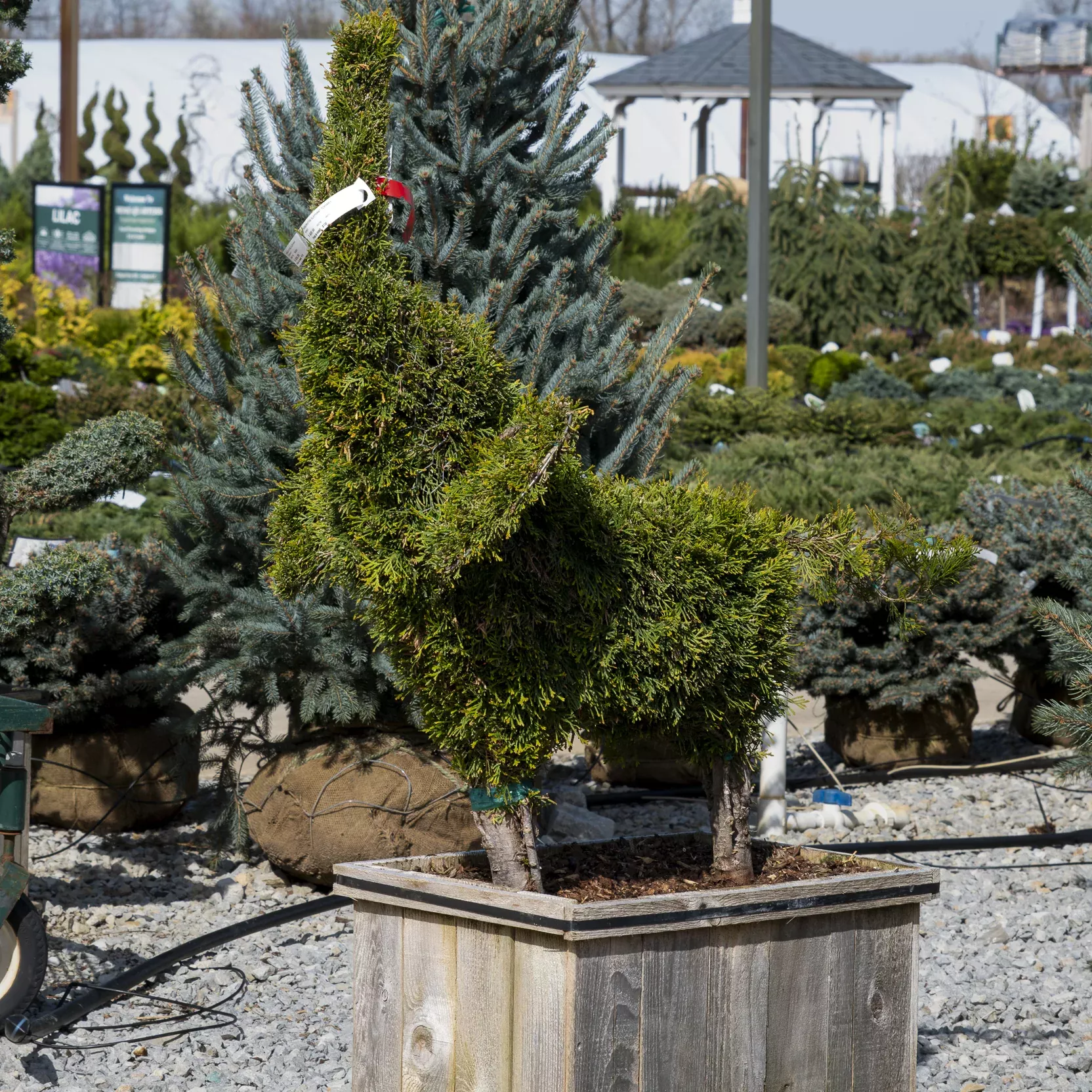 Elephant Arborvitae (Topiary) - Thuja occidentalis - Boxed Evergreen
