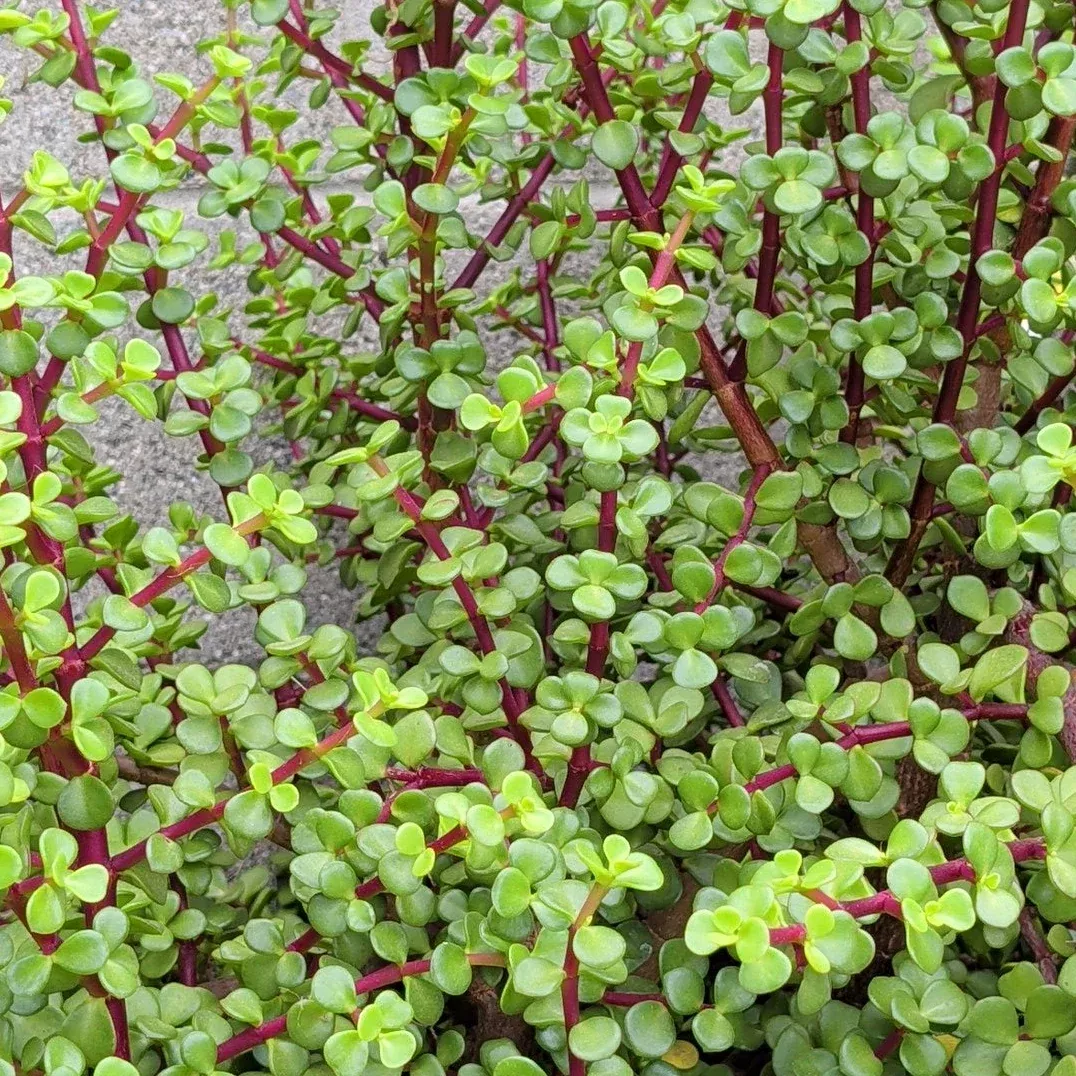Elephant Bush