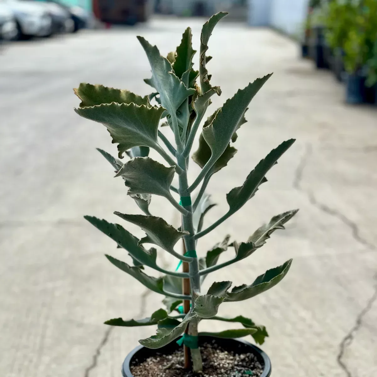 Elephant Ear Kalanchoe