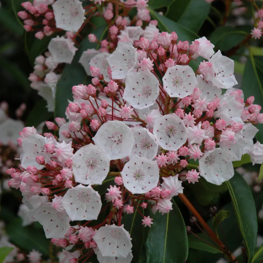 Elf Mountain Laurel