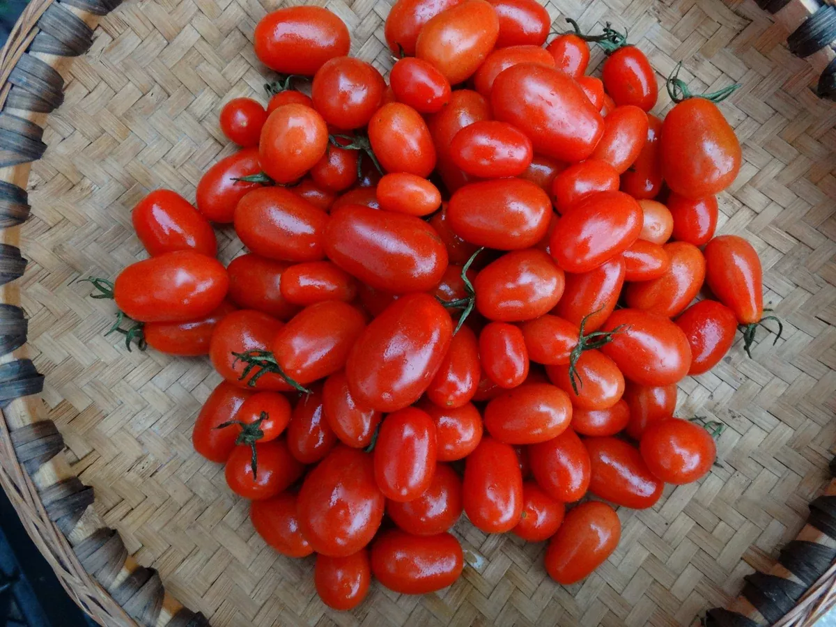 Elfin Tomato