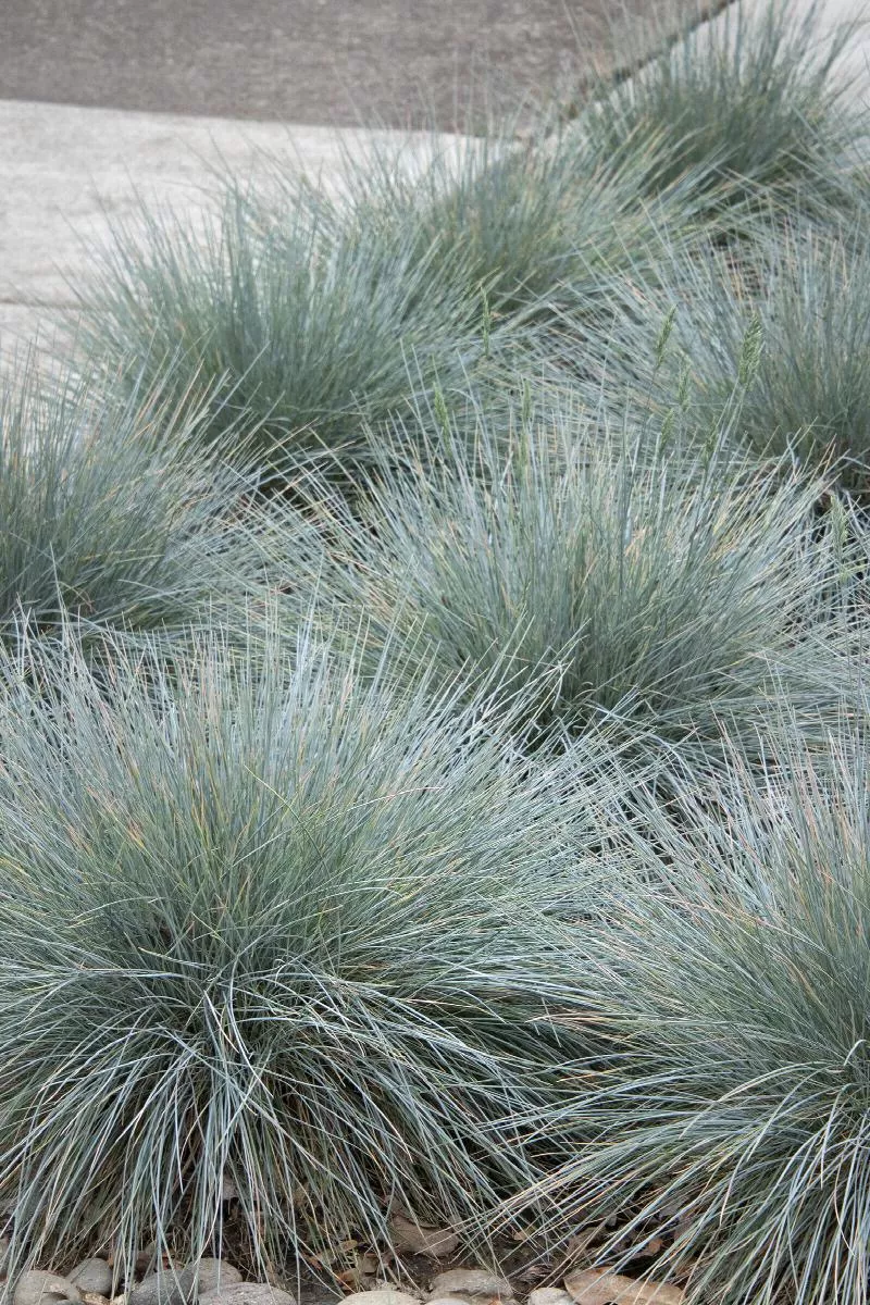 Elijah Blue Fescue