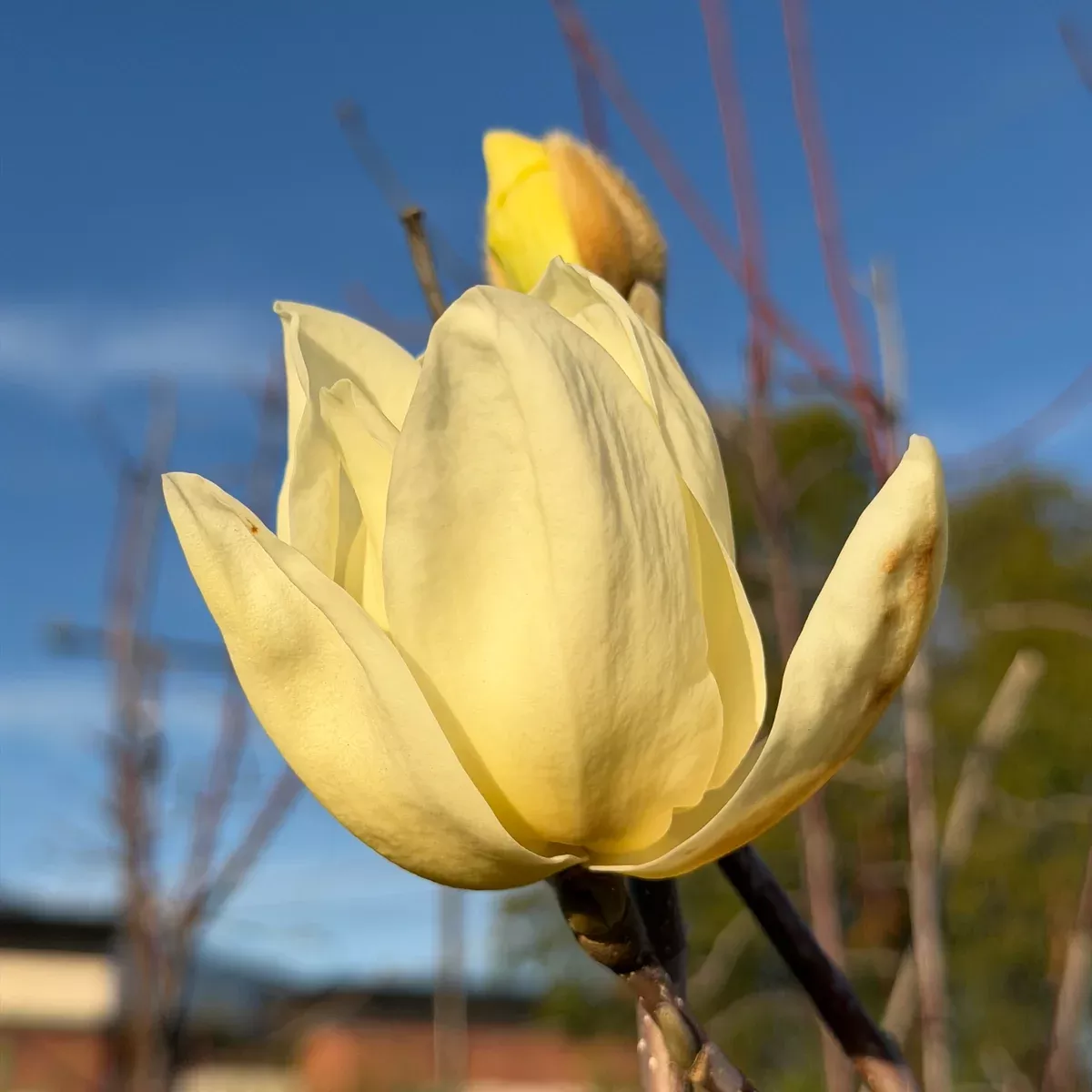 Elizabeth Magnolia