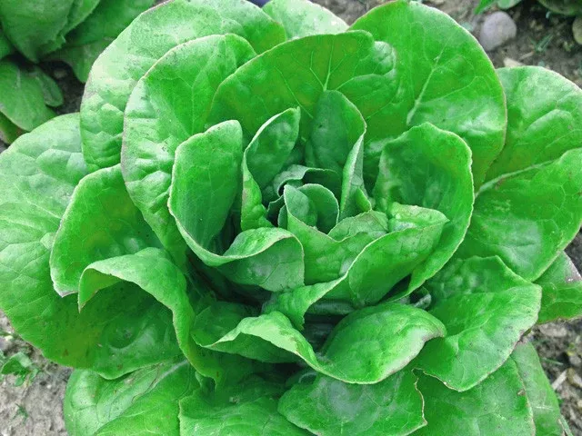 Ella Kropf Lettuce Seeds