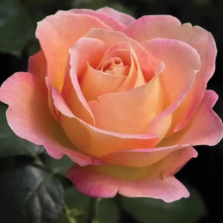 Elle Hybrid Tea Rose