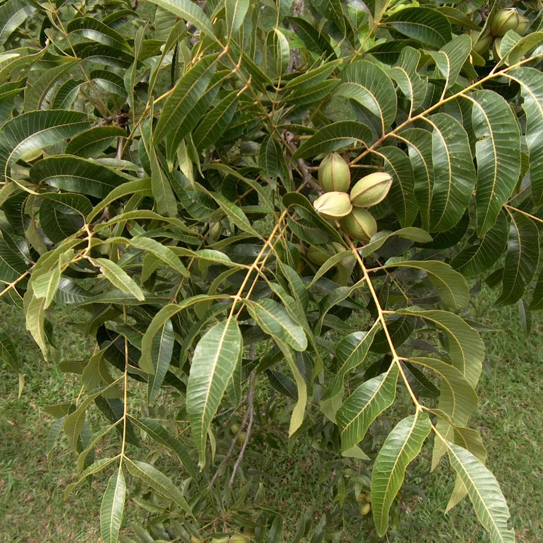 Elliot Pecan Tree a Small Nut